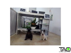 Benidorm con mascotas